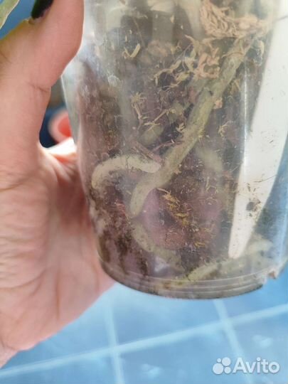 Орхидея фаленопсис бабочка