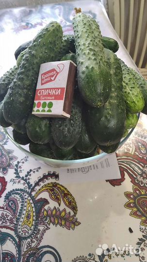 Огурцы свежие домашние для засолки