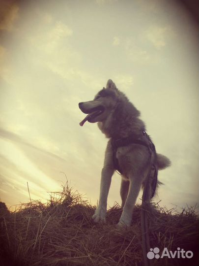 Собака в добрые руки