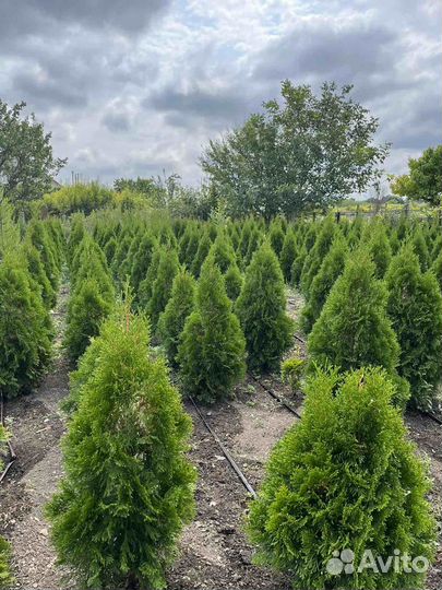 Туя смарагд