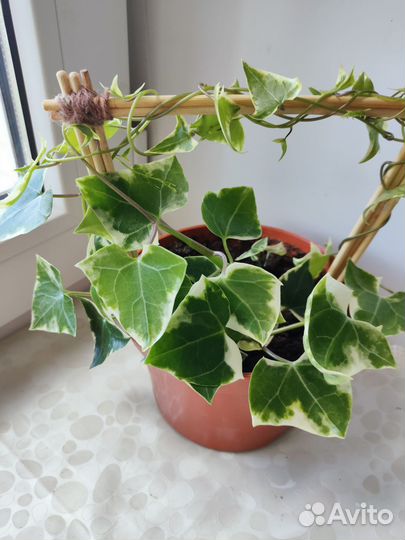 Растение плющ крестовник крупноязычковый