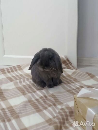 Аренда кролика