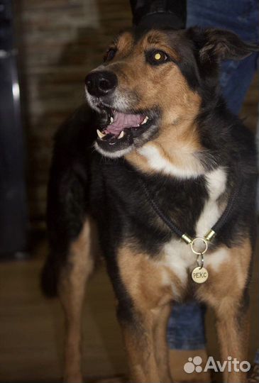 Рекс - шикарный пёс ищет дом