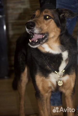 Рекс - шикарный пёс ищет дом