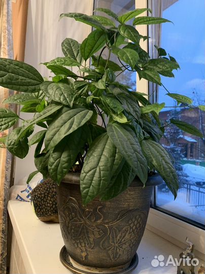 Клеродендрум комнатный