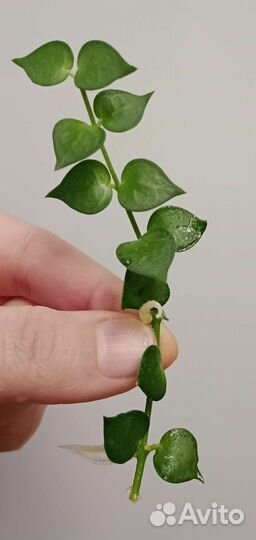 Дисхидия Миллион Сердец