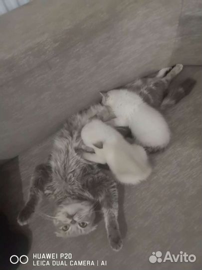 Британские котята