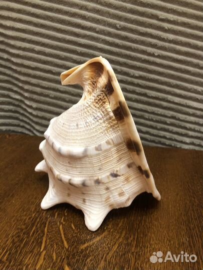 Ракушка 20х18 см