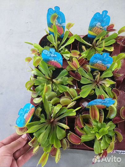 Венерина мухоловка