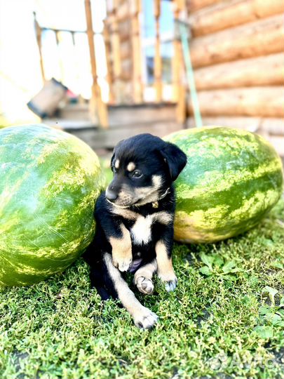 Щенок в добрые руки