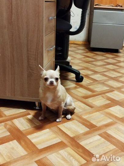 Чихуахуа в добрые руки