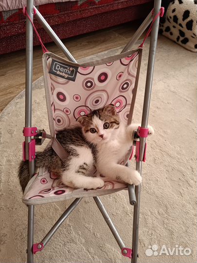 Шотландский вислоухий кот