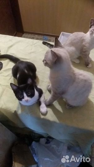 Котята в свободные руки