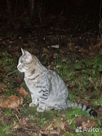 Котенок бенгальская девочка Мэри 10мес