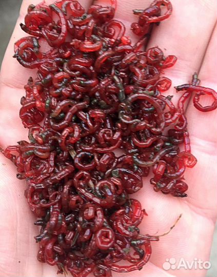 Мотыль мелким оптом