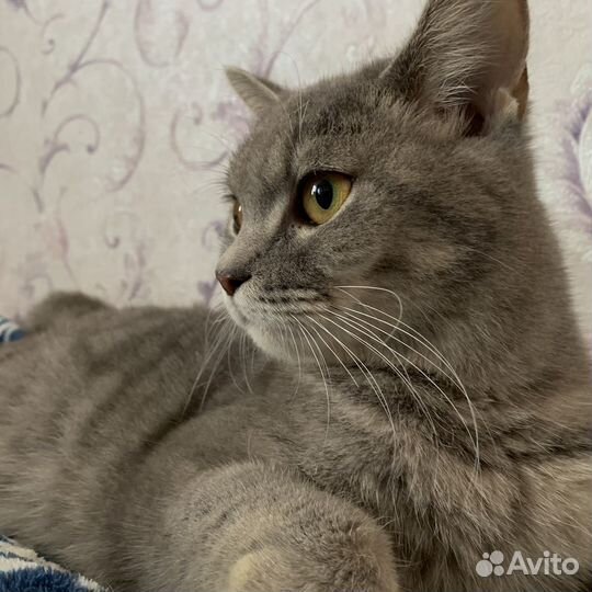 Кошечка в добрые руки