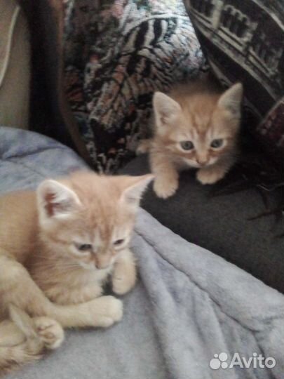 Кошки в добрые руки бесплатно