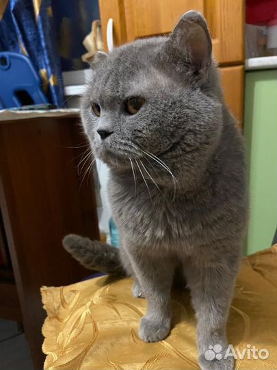 Британский кот вязка