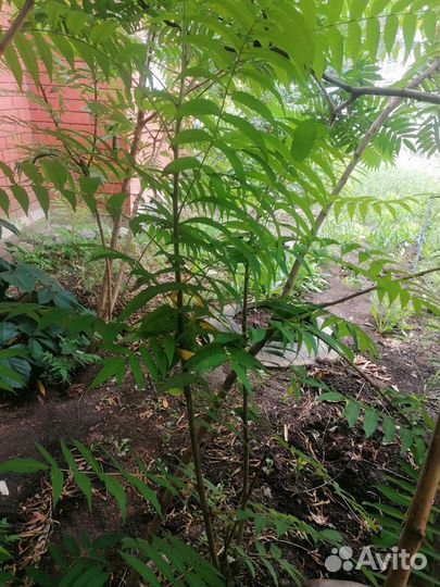 Сумах саженцы разные