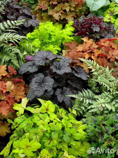 Растения для сада и дачи