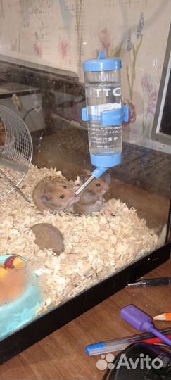 Сирийские хамики