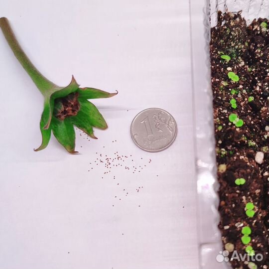 Глоксиния семена 10шт