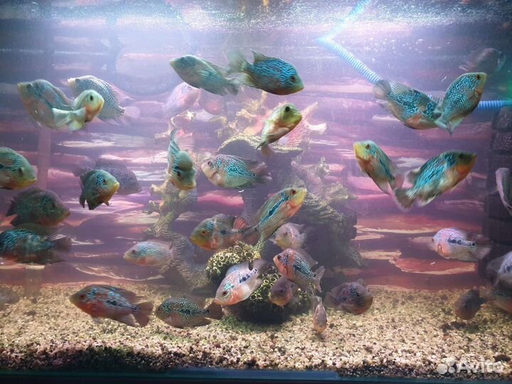 Аквариумные рыбки
