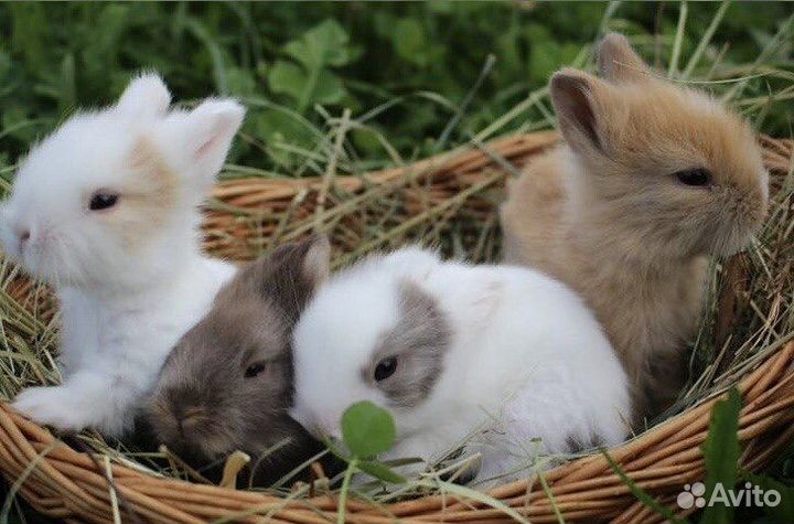 Кролики mini Самый Большой Выбор