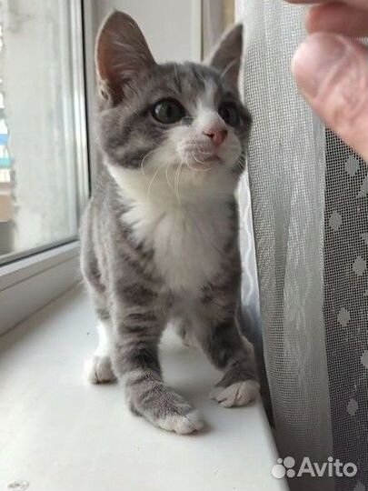 Особенная кошечка