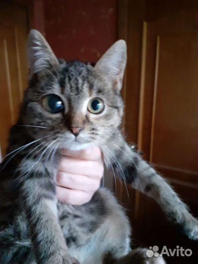 Молодая кошечка
