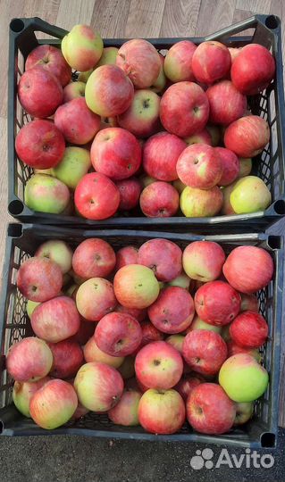Яблоки