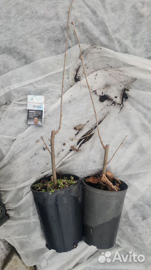 Саженцы фундука