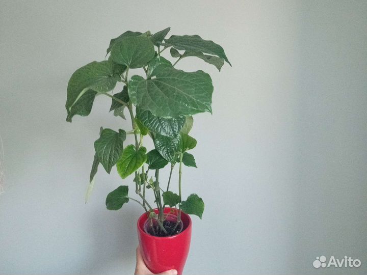 Перец черный, сциндапсус, филодендрон, монстера