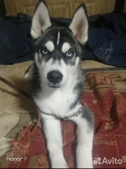 Собака в добрые руки отдам бесплатно