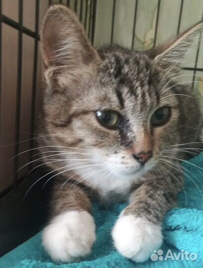 Милая Ромашка ищет домик