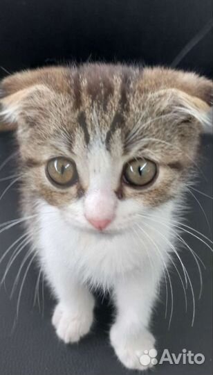 Вислоухая кошечка бесплатно