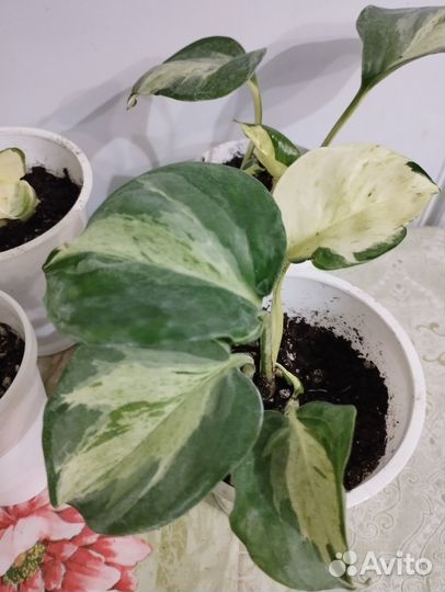 Эпипремнум Хеппи Лиф,Пиктус,ауреум