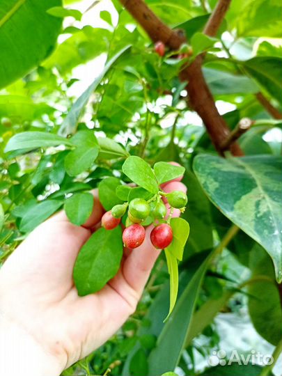 Комнатные растения для дома и офиса