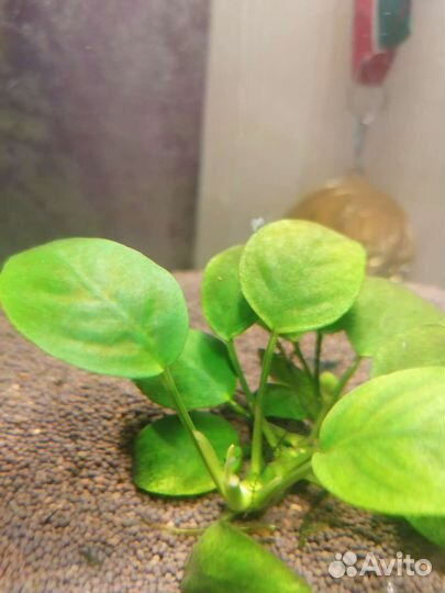 Аквариумные голубые креветки Рили блю синяя мечта