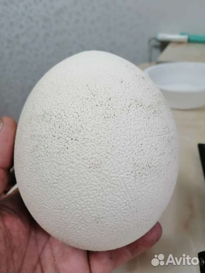Скорлупа страусинного яйца