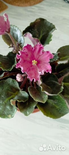 Фиалка сортовая Arcturus