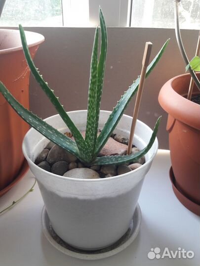 Цветы домашние в горшках