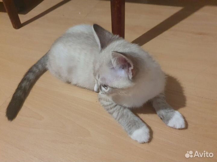 Красивый котёнок (мальчик)