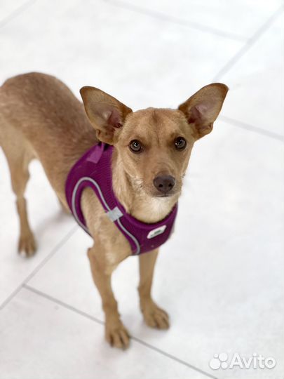 Крошечный песик в добрые руки