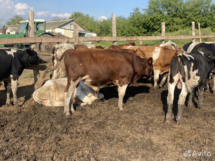 Быки на мясо