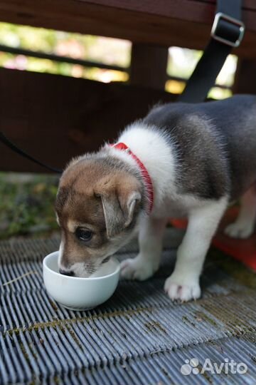 Собака в добрые руки щенок