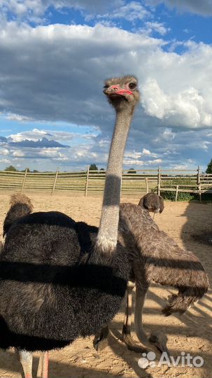 Домашняя птица