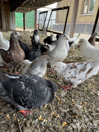 Продажа голубей