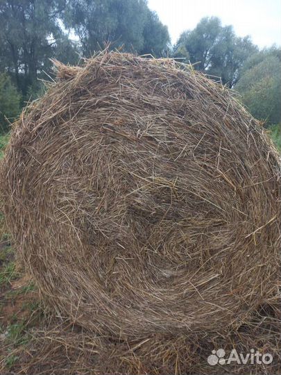 Сено в рулонах