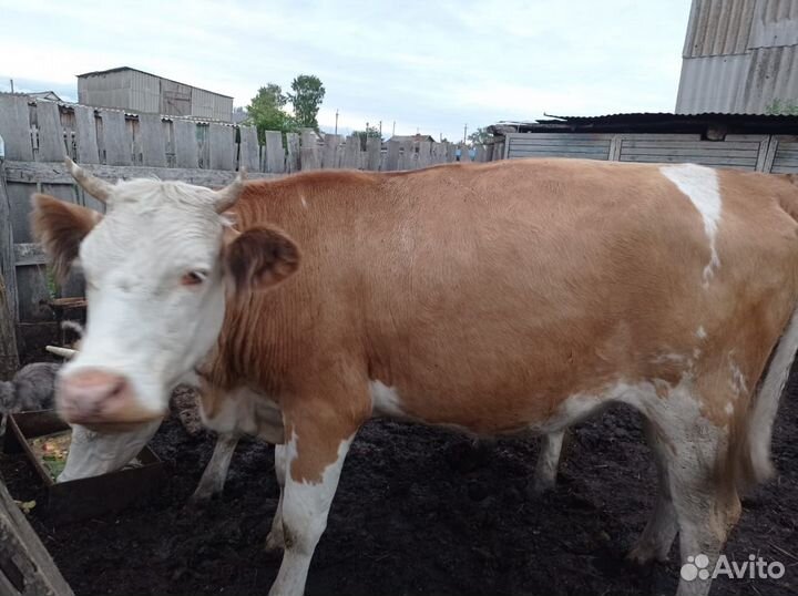 Продается телка 2,5 лет